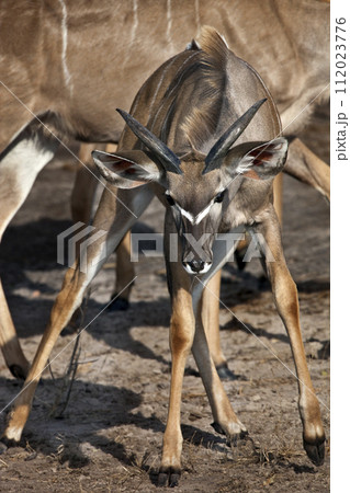 Young Kudu Antelope - Chobe National Park - Botswana Young Kudu Antelope - Chobe National Park - Botswana 112023776