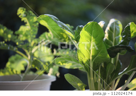 Growing Vegetables in white pots on the balcony home growth vegetables Growing Vegetables in white pots on the balcony home growth vegetables 112024174
