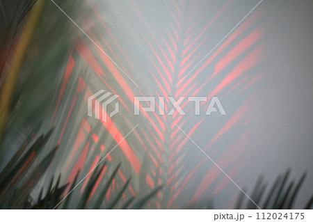 Cycad leaves with red shadow aesthetic background Cycad leaves with red shadow aesthetic background 112024175