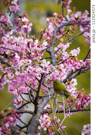 ピンク色の河津桜と可愛いメジロ ピンク色の河津桜と可愛いメジロ 112024373