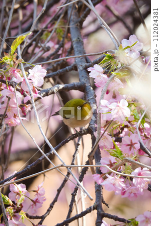 桜の蜜を吸うメジロ 112024381