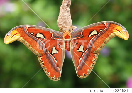 The giant atlas moth in summer 112024681