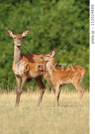 Adorable red deer fawn in summer 112024689
