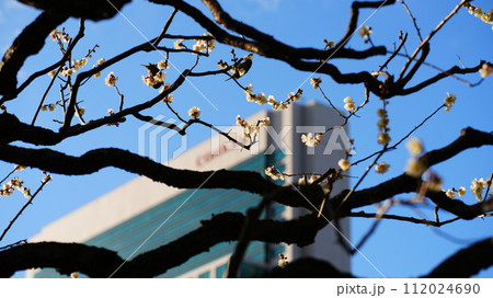 青空に伸びる桜の枝にメジロさんも散策中 112024690