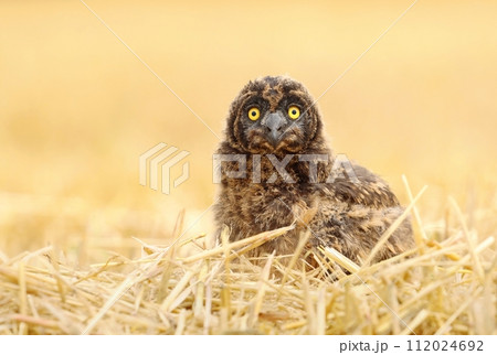 Adorable short eared owl baby 112024692