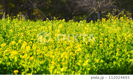春の訪れを告げる菜の花2024 112024693