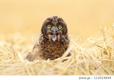 Adorable short eared owl baby Adorable short eared owl baby 112024694