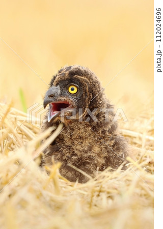 Adorable short eared owl baby 112024696