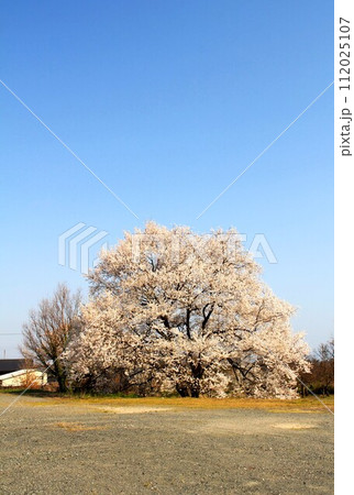 中庄の桜 112025107