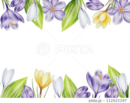 Watercolor frame with yellow, purple and white blooming crocus flowers isolated on white background. Spring and easter template, botanical hand painted saffron illustration. For designers, wedding, 112025197