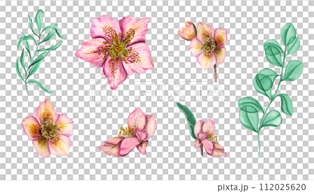 Set with flowers and leaves in pink and mint colors. Helleborus flower heads, eucalyptus branches. Spring plants, flower, herbs. Watercolor illustration. For wedding invitation, birthday cards 112025620