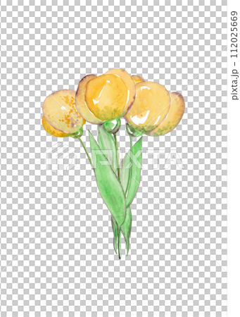 Yellow watercolor tulips. An armful of flowers 112025669