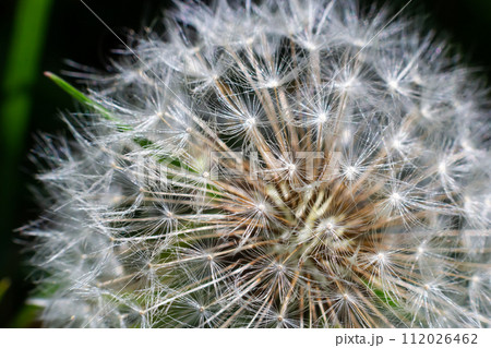dandelion at sunset . Freedom to Wish. Dandelion silhouette fluffy flower on sunset sky. Seed macro closeup. Soft focus. Goodbye Summer dandelion at sunset . Freedom to Wish. Dandelion silhouette fluffy flower on sunset sky. Seed macro closeup. Soft focus. Goodbye Summer 112026462