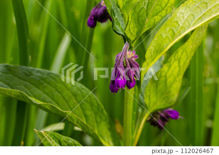 In the meadow, among wild herbs the comfrey Symphytum officinale is blooming In the meadow, among wild herbs the comfrey Symphytum officinale is blooming 112026467