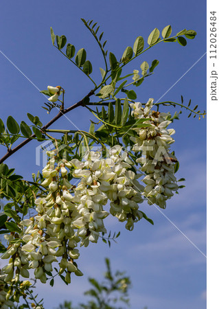 Abundant flowering acacia branch of Robinia pseudoacacia, false acacia, black locust close-up. Source of nectar for tender but fragrant honey. Locust tree blossom - Robinia pseudoacacia Abundant flowering acacia branch of Robinia pseudoacacia, false acacia, black locust close-up. Source of nectar for tender but fragrant honey. Locust tree blossom - Robinia pseudoacacia 112026484