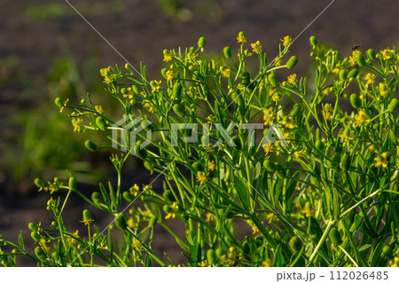 Ranunculus sceleratus, Celery-leaved buttercup, Ranunculaceae. Wild plant photographed in the spring Ranunculus sceleratus, Celery-leaved buttercup, Ranunculaceae. Wild plant photographed in the spring 112026485