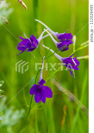 Wild Delphinium or Consolida Regalis, known as forking or rocket larkspur. Field larkspur is herbaceous, flowering plant of the buttercup family Ranunculaceae. Inflorescence with bright violet flowers 112026495