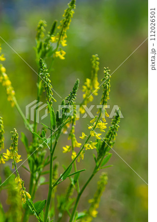 Flowers of Melilotus officinalis is on bright summer background. Blurred background of yellow - green. Shallow depth of field 112026501