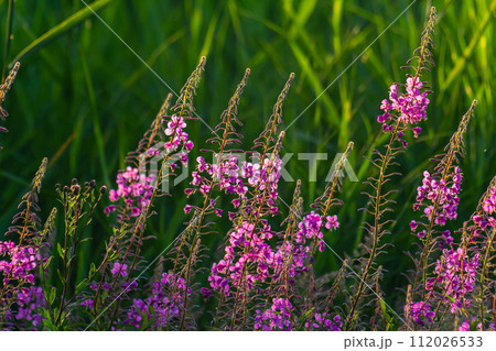 Wonderful flowering fireweed Chamaenerion angustifolium highlighted by the evening sun. A bunch of marvelous blossoming rosebay willowherbs 112026533