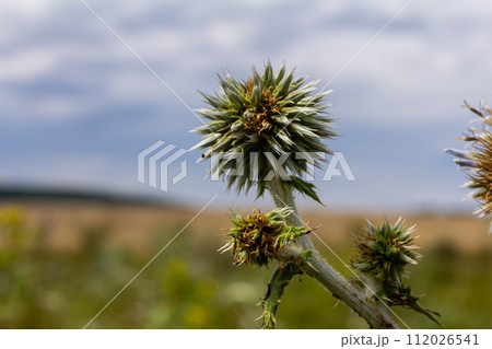 Close up selective focus of Great globe thistle, known as Echinops sphaerocephalus and Glandular globe thistle 112026541