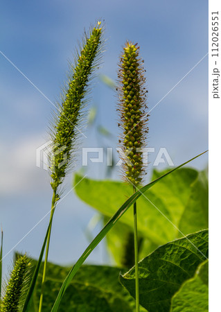 Setaria grows in the field in nature 112026551