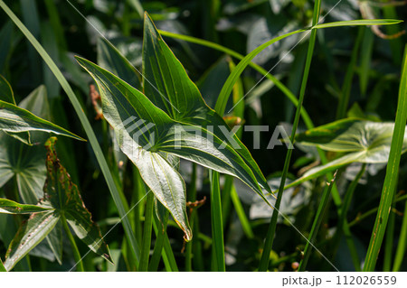 plant called Common arrowhead, Sagittaria sagittifolia plant called Common arrowhead, Sagittaria sagittifolia 112026559