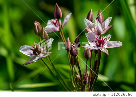 Butomus umbellatus, Flowering Rush. Wild plant shot in summer. Butomus umbellatus, Flowering Rush. Wild plant shot in summer. 112026560