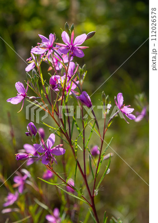 Pink Flowering Chamerion Dodonaei Alpine Willowherb Plant 112026578