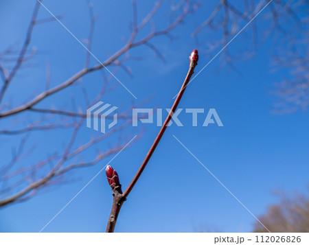 ミズキの赤い冬芽 112026826