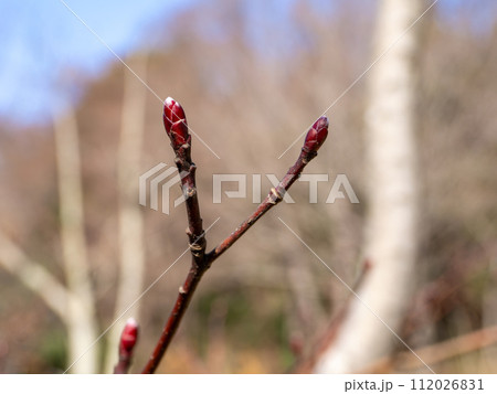 ミズキの赤い冬芽 112026831