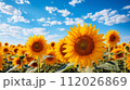 Beautiful sunflower field on the background of a blue sky with clouds. Field of beautiful big yellow sunflowers. Big group with lots of sunflowers. 112026869