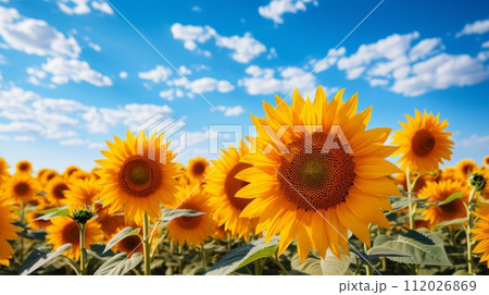 Beautiful sunflower field on the background of a blue sky with clouds. Field of beautiful big yellow sunflowers. Big group with lots of sunflowers. 112026869
