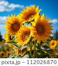 Close up of sunflowers in a field. Yellow sunflowers in a sunflower field on the background of a blue sky with clouds. Group of beautiful big yellow flowers with seeds on a sunny day. 112026870