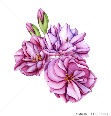 Pink cherry blossoms bouquet. Watercolor illustration sakura flower petals. Japanese sakura flowers botanical illustration. Hand drawn flower buds and petals of cherry blossoms. Isolated 112027005
