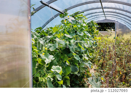 Cucumbers and tomatoes grow inside polycarbonate greenhouse solar arc, sunlight through transparent walls. Concept of growing crops in a closed ground. Industrial agriculture, gardening, agribusiness 112027093