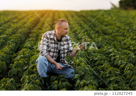 Smart farming. Farmer with digital tablet controls growth and development of soybeans plant in field. Agronomist examines and checkins roots of green sprouts of soya before harvesting. Agribusiness 112027245