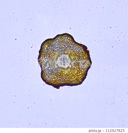 life under a microscope 112027625