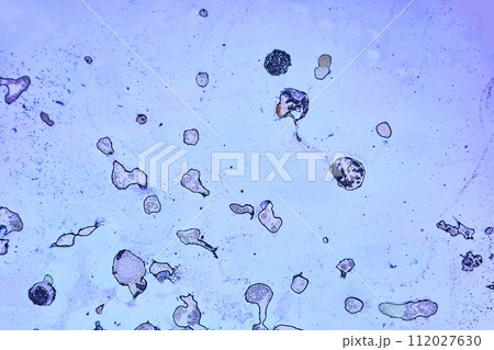 life under a microscope 112027630