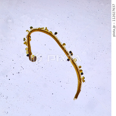life under a microscope 112027637