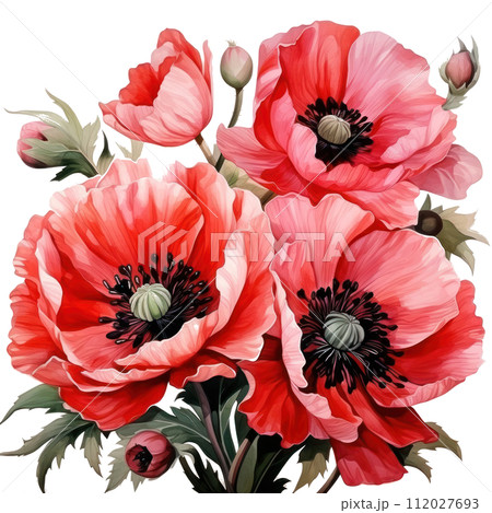 Beautiful composition of watercolor poppy flowers isolated 112027693