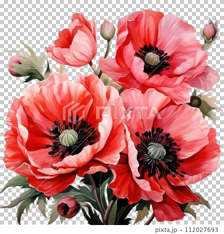 Beautiful composition of watercolor poppy flowers isolated 112027693