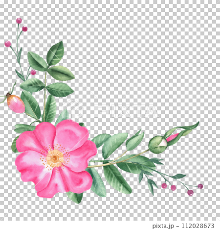 Watercolor dog rose bouquet, corner composition from flowers, leaves and pink berries isolated on white background. Botanical hand drawn illustration. For cards, invitations and floral designs. Watercolor dog rose bouquet, corner composition from flowers, leaves and pink berries isolated on white background. Botanical hand drawn illustration. For cards, invitations and floral designs. 112028673