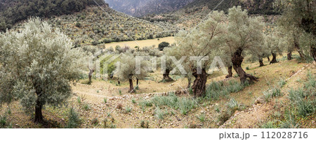 Panoramic View of Ancient Olive Trees in a Misty Mediterranean Grove 112028716