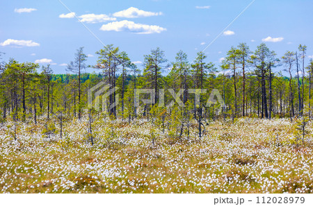 Landscape photo with swamp and blooming Eriophorum vaginatum Landscape photo with swamp and blooming Eriophorum vaginatum 112028979
