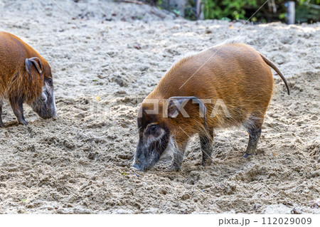 Red river hog, Potamochoerus porcus, also known as the bush pig. Red river hog, Potamochoerus porcus, also known as the bush pig. 112029009