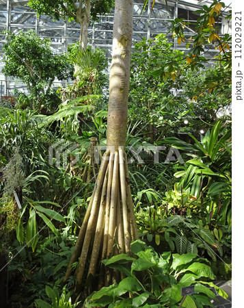 大阪市鶴見区　咲くやこの花館のタコノキ 112029221