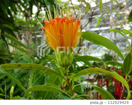 大阪市鶴見区 咲くやこの花館のスティフティア・クリサンタ・フラビカンスの花 大阪市鶴見区 咲くやこの花館のスティフティア・クリサンタ・フラビカンスの花 112029429
