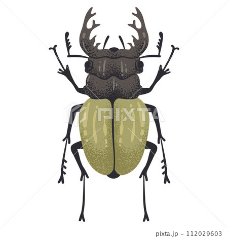 Hand drawn bug. Stag beetle insect, flying horned bug, coleopterist trophy flat vector illustration. Cartoon large stag beetle on white 112029603