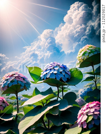 AIで生成した梅雨の晴れ間に咲く紫陽花の花 112029817