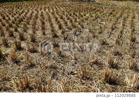秋の田園風景 山形県庄内 112029888